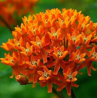 Asclepias Flower seeds for Planting Drought Tolerant Heirloom & GMO Free Seeds for Home Garden 
 
 Sale for planting in home garden