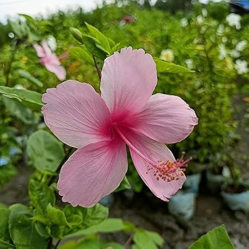 Pink White Hibiscus Flower seeds for Planting - Fragrant Blossoms, Heirloom & GMO Free Seeds for Home Garden