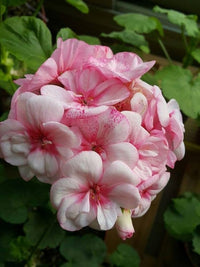 Pink Geranium Perennial Flower Seeds for Planting Wildflower Mix Heirloom & GMO Free Seeds for Home Garden
 
 Sale