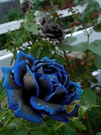 Blue Gray Rose Flower Seeds for Planting Long Bloom Season Heirloom & GMO Free Seeds for Home Garden
 
 Sale