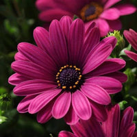 Mixed Osteospermum Flower seeds for Planting - Perfect for Borders, Heirloom & GMO Free Seeds for Home Garden