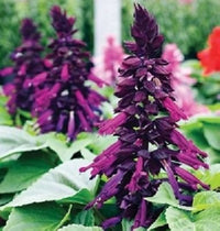 Salvia Salsa Lila Seeds – Bi-Color Drought-Tolerant Sage Perennial Flowers