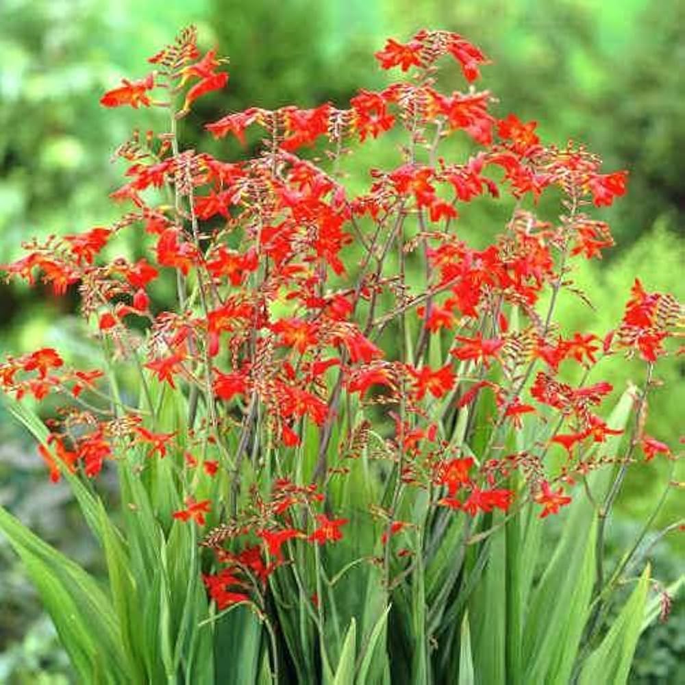Heirloom Crocosmia Flower seeds for Planting Low Maintenance Heirloom & GMO Free Seeds for Home Garden