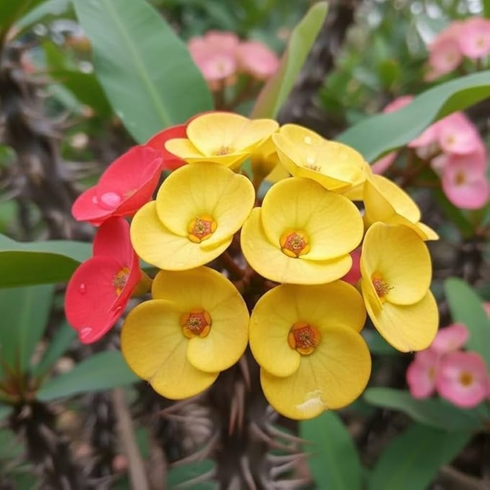 Mixed Crown of Thorns Flower seeds for Planting - Sun Loving, Heirloom & GMO Free Seeds for Home Garden