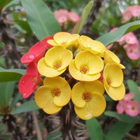 Mixed Crown of Thorns Flower seeds for Planting - Sun Loving, Heirloom & GMO Free Seeds for Home Garden