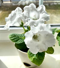 White Gloxinia Flower seeds for Planting - Cut Flower Favorite, Heirloom & GMO Free Seeds for Home Garden