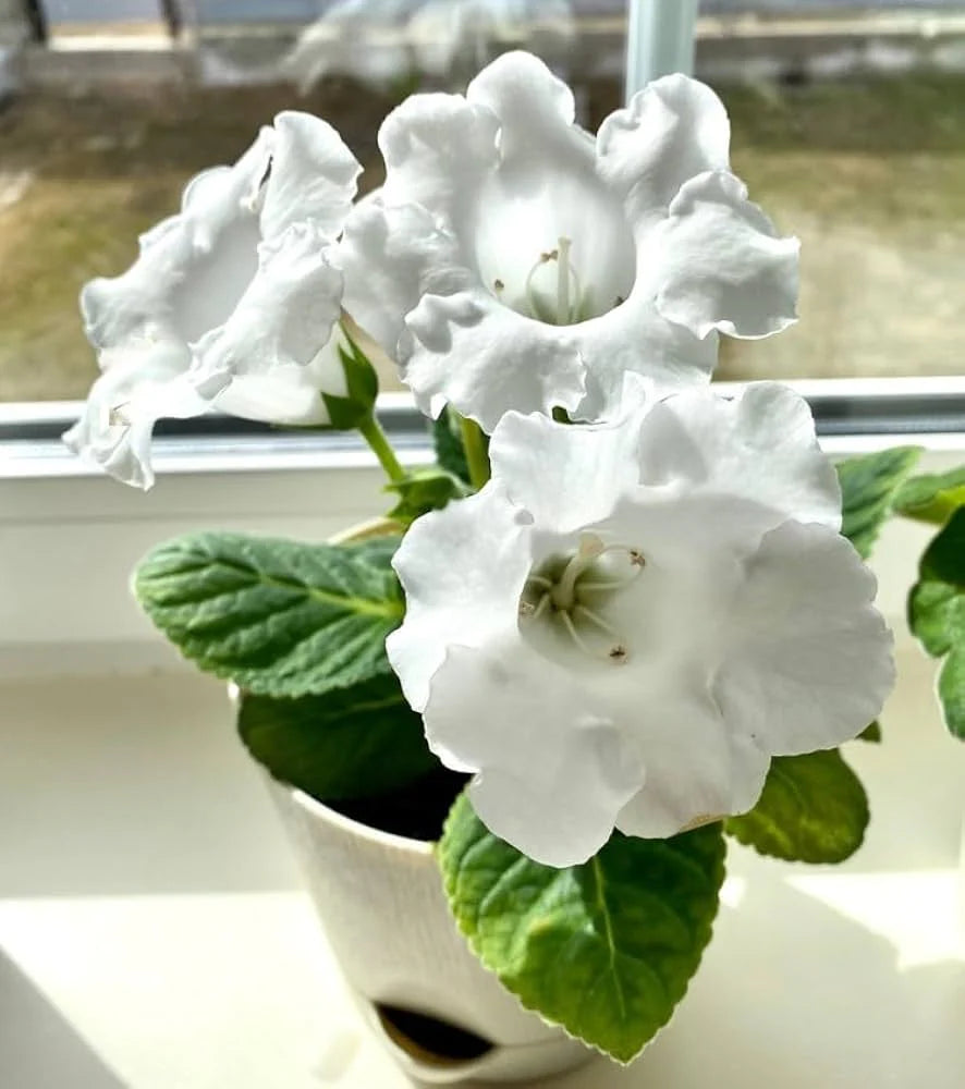 White Gloxinia Flower Seeds Flower seeds for Planting Bright Blooms Heirloom & GMO Free Seeds for Home Garden