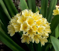 Clivia Seeds, Rare Color Clivia Chinese Flower Seeds