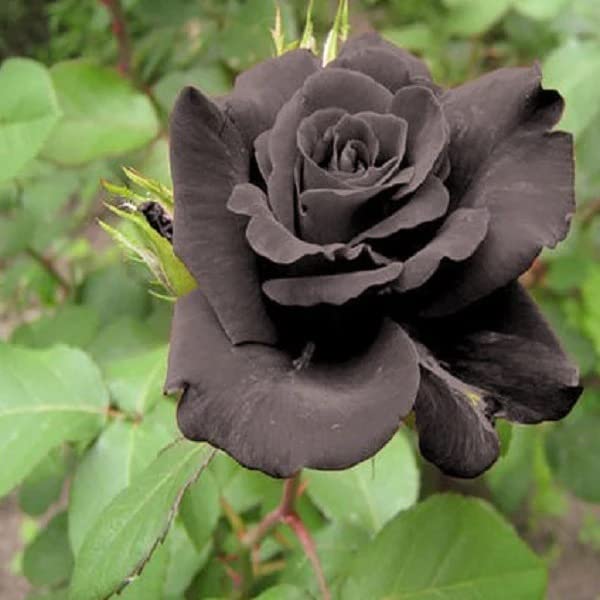 Black Rare Rose Flower Seeds for Planting Cut Flower Favorite Heirloom & GMO Free Seeds for Home Garden
 
 Sale