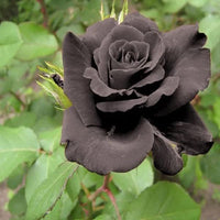 Black Rare Rose Flower Seeds for Planting Cut Flower Favorite Heirloom & GMO Free Seeds for Home Garden
 
 Sale