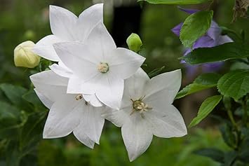 White Balloon Flower seeds for Planting - Wildflower Mix, Heirloom & GMO Free Seeds for Home Garden
 
 Sale for planting in home garden