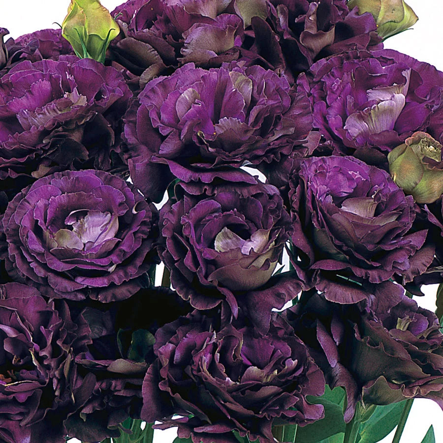 Lisianthus Roseanne Black Pearl Flower seeds for Planting Sun Loving Heirloom & GMO Free Seeds for Home GardeN