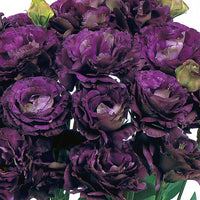 Lisianthus Roseanne Black Pearl Flower seeds for Planting Sun Loving Heirloom & GMO Free Seeds for Home GardeN