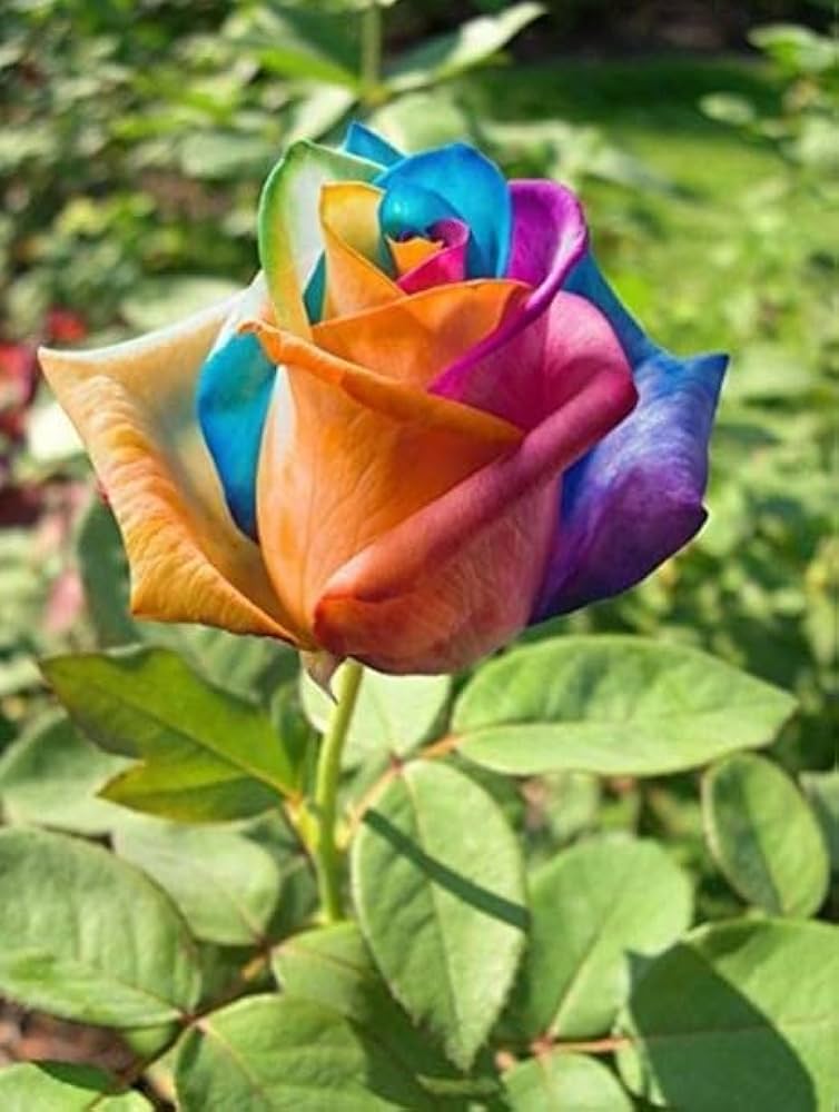 Multi-Color Rose Seeds: Ideal for Stunning Planting Displays
