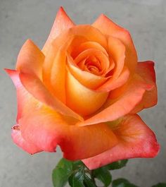 Light Pink & Yellow Rose Seeds for Planting – Heirloom NONGMO Flower Seeds – Easy to Grow Garden Roses 
 
 Sale