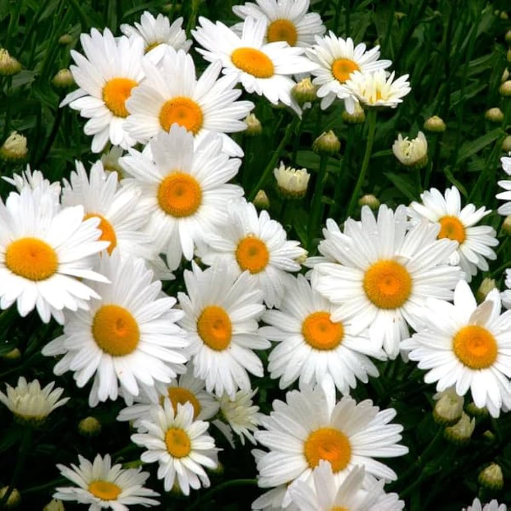 White Leucanthemum Flowers - Seeds for Flourishing Blooms