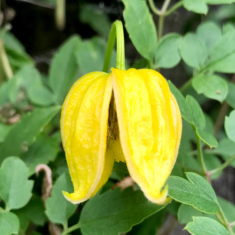 Yellow Tangutica Flower Planting Seeds Collection