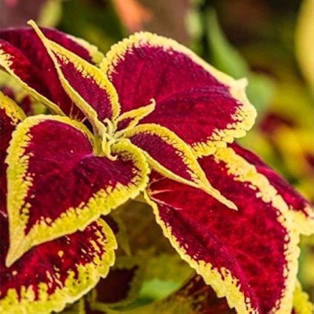 Yellow Red Coleus Flower seeds for Planting - Long Bloom Season, Heirloom & GMO Free Seeds for Home Garden
