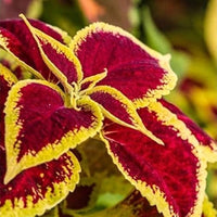 Yellow Red Coleus Flower seeds for Planting - Long Bloom Season, Heirloom & GMO Free Seeds for Home Garden