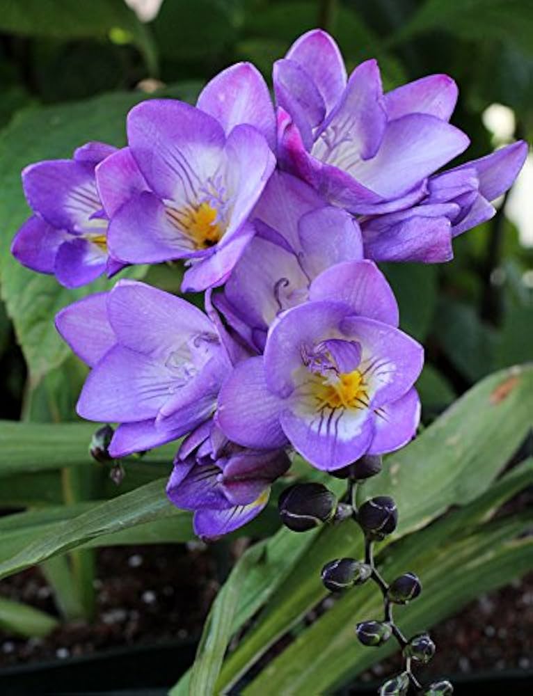 Lavender Freesia Flower seeds for Planting - Pollinator Friendly, Heirloom & GMO Free Seeds for Home Garden