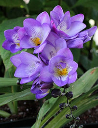 Lavender Freesia Flower seeds for Planting - Pollinator Friendly, Heirloom & GMO Free Seeds for Home Garden