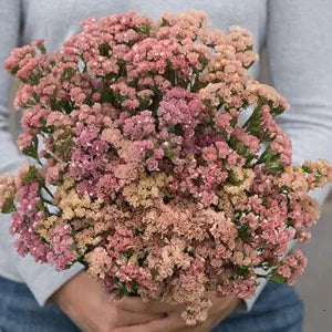 Apricot Statice Flower Seeds for Elegant Dried Flowers