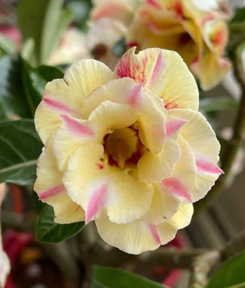Yellow Pink Adenium Obesum Flower seeds for Planting Pollinator Friendly Heirloom & GMO Free Seeds for Home Garden
