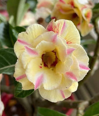 Yellow Pink Adenium Obesum Flower seeds for Planting Pollinator Friendly Heirloom & GMO Free Seeds for Home Garden