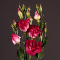 White & Red Eustoma (Lisianthus) Flower Seeds for Planting Heirloom NONGMO Garden Seeds Pollinator Friendly 
 
 Sale