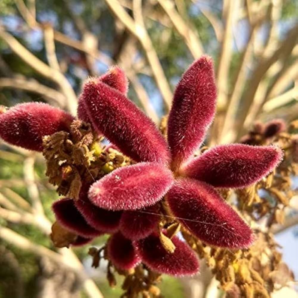 Sterculia Urens Tree Seeds for Planting  Exotic Red Tree Seeds