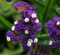 Heirloom Limonium Flower seeds for Planting Seasonal Bloomer Heirloom & GMO Free Seeds for Home Garden