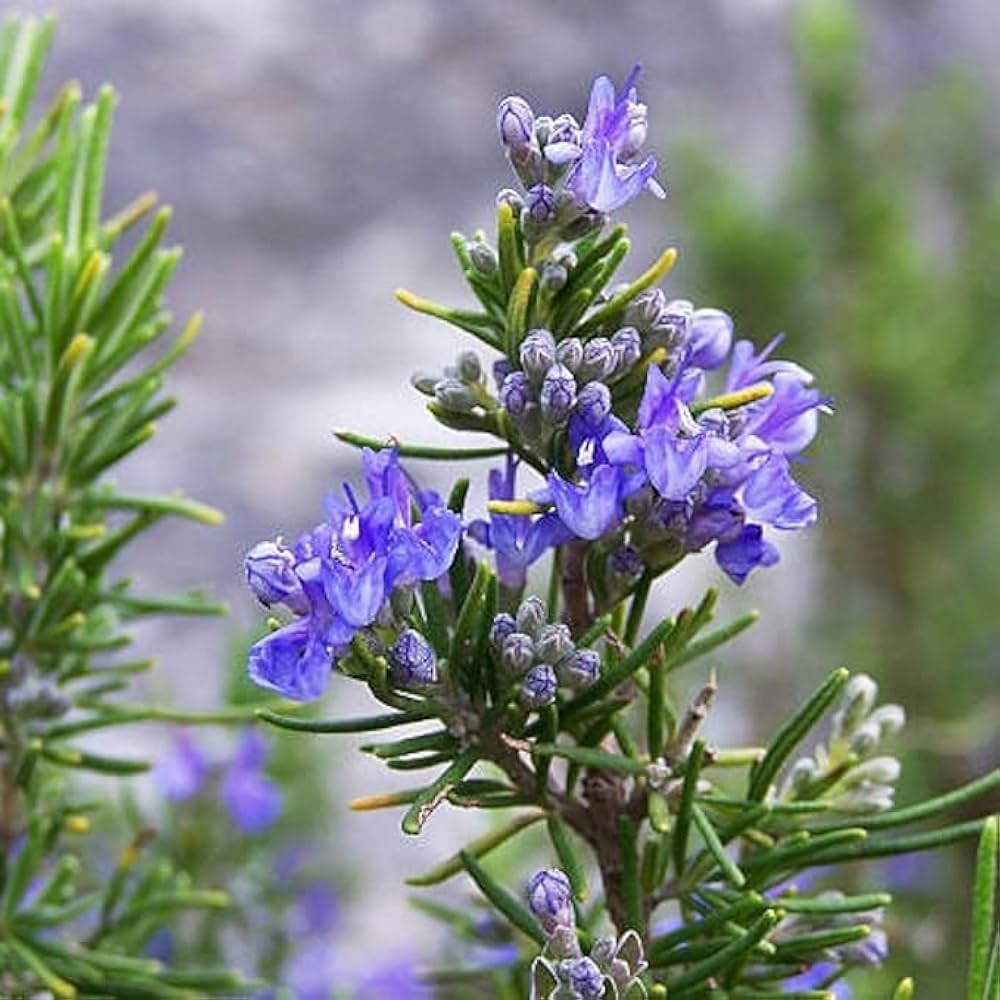 Lavender Rosemary Flower seeds for Planting - Hardy Variety, Heirloom & GMO Free Seeds for Home Garden
