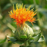 Heirloom SafFlower seeds for Planting Garden Favorite Heirloom & GMO Free Seeds for Home Garden