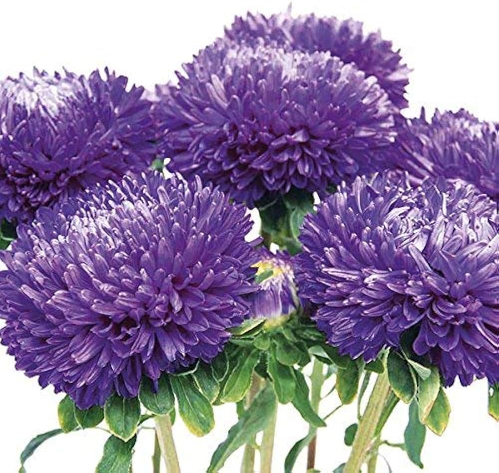 Silky Aster Seeds – Drought-Tolerant Perennial Wildflower with Lavender Blooms