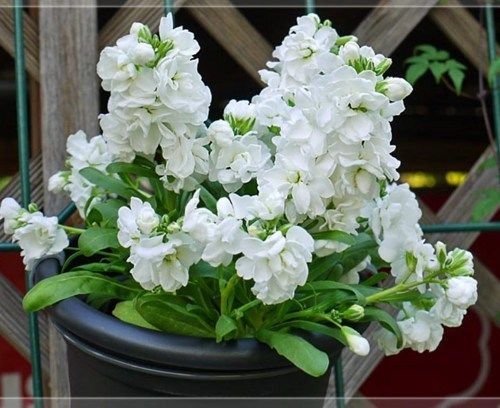 White Matthiola Flower Seeds – Sun Loving Heirloom & NonGMO for Home Garden
 
 Sale