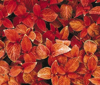 Coleus Wizard Sunset Seeds for Planting flower bed garden