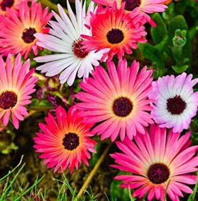 Mesembryanthemum Flower seeds for Planting Compact Growth Heirloom & GMO Free Seeds for Home Garden