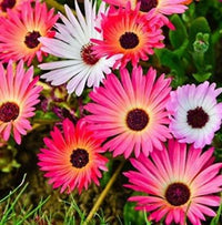 Mesembryanthemum Flower seeds for Planting Compact Growth Heirloom & GMO Free Seeds for Home Garden