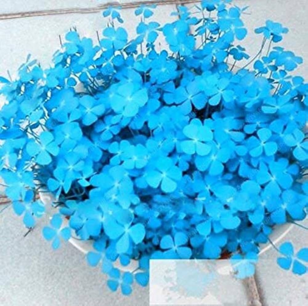Blue Green Clover Flower seeds for Planting Shade Tolerant Heirloom & GMO Free Seeds for Home Garden
 
 Sale