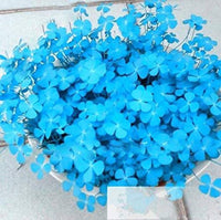 Blue Green Clover Flower seeds for Planting Shade Tolerant Heirloom & GMO Free Seeds for Home Garden
 
 Sale
