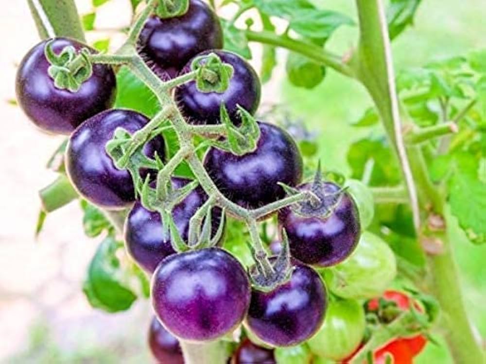 Organic Purple Cherry Tomato Seeds