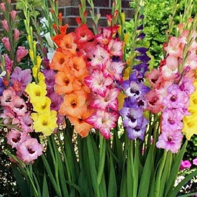 100 Pcs