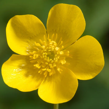 Meadow Buttercup Flower seeds for Planting Long Bloom Season Heirloom & GMO Free Seeds for Home Garden