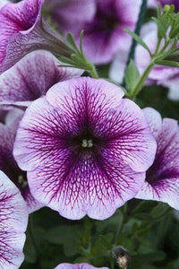 Tritunia Violet Petunia Seeds for Planting Elegant Purple Flowers