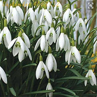 Galanthus Snowdrop Seeds for Planting - Early Spring Blooms