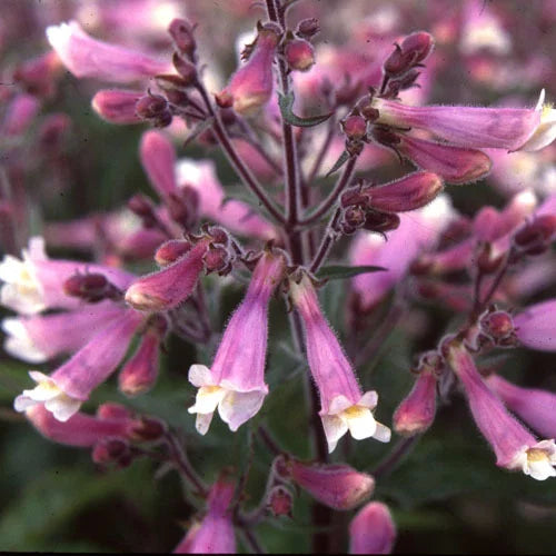 Violet Penstemon Flower seeds for Planting - Hardy Variety, Heirloom & GMO Free Seeds for Home Garden