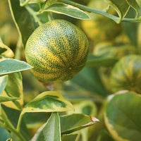 Pink Eureka Lemon Tree Seeds for Planting - Grow Your Own Citrus Delight