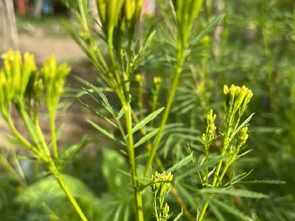 Yellow Tagetes Minuta Flower seeds for Planting - Drought Tolerant, Heirloom & GMO Free Seeds for Home Garden