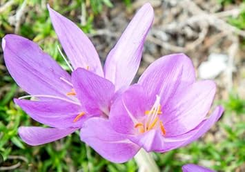 Light Pink Crocus Flower seeds for Planting - Premium Quality, Heirloom & GMO Free Seeds for Home Garden
 
 Sale seeds for home garden
