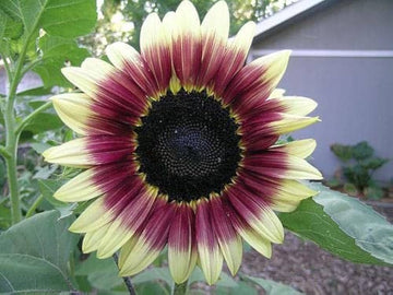 Sunflower Flower Seeds Burgundy for planting